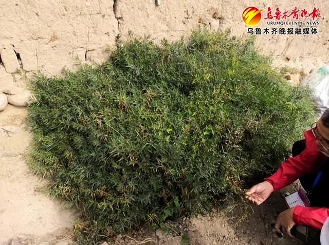 　　野生椒蒿。受访者供图