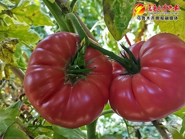 　　察布查尔沙瓤番茄。受访者供图