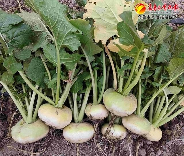 　　柯坪恰玛古。受访者供图