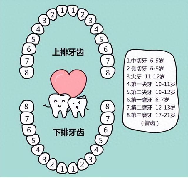 乳牙|牙齒|磨牙_新浪新聞