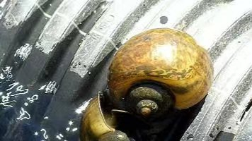 夏威夷苹果蜗牛。图片来源：夏威夷入侵物种委员会（hawaii invasive species council）