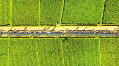 　　盐边县举行的田间味“稻”丰收宴活动。王禹豪 摄