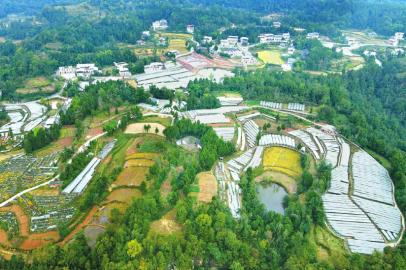 南江县红光镇柏山村葡萄产业园。