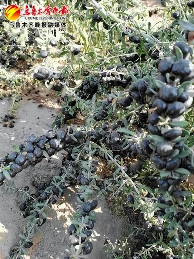 　　 黑果枸杞。受访者供图