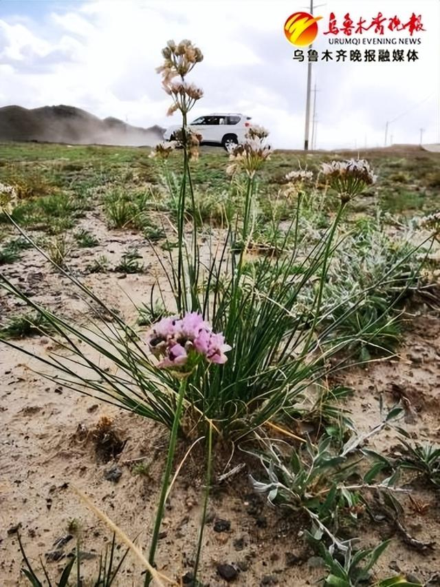 　　 紫花野生沙葱。受访者供图