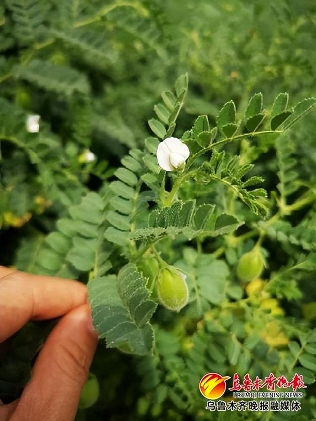 　　 木垒鹰嘴豆。受访者供图