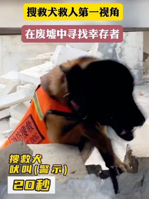 搜救犬訓練救人的第一視角彷彿在說不要怕我找到你了