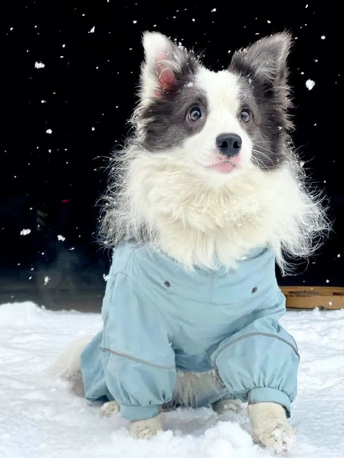 雪中小精灵!漂亮小狗!