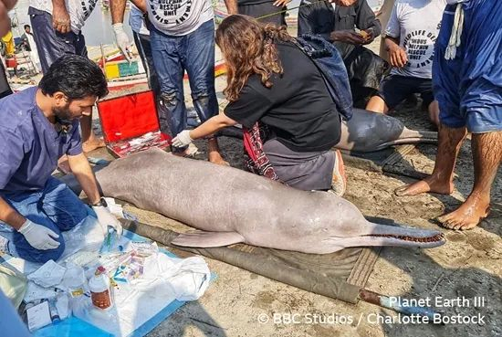 救援队员用担架解救受困在灌溉水渠的印河豚。