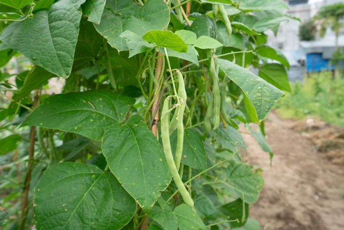 这种"豆子"千万别吃!两粒就中剧毒!__财经头条