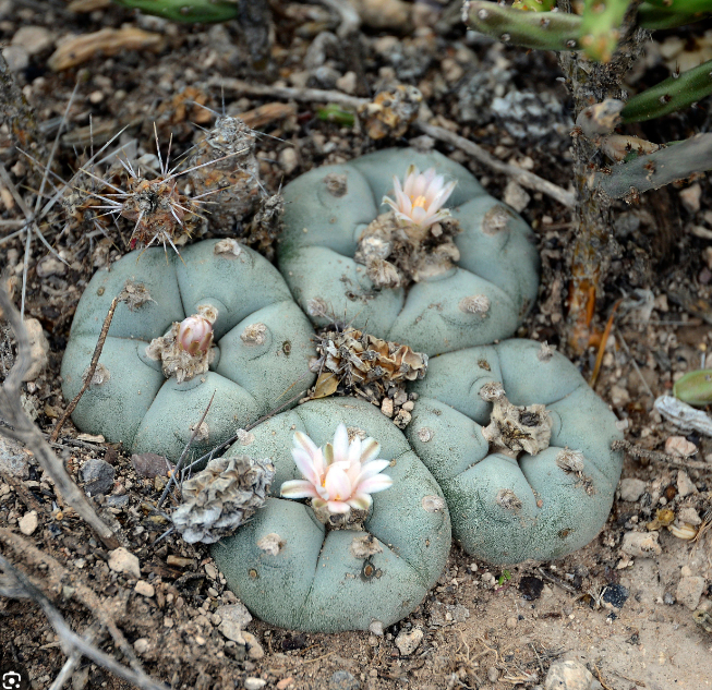 乌羽玉开花 图源:vice