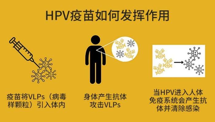 結果表明年輕女性接種hpv疫苗後,宮頸癌和癌前病變發病率都顯著下降