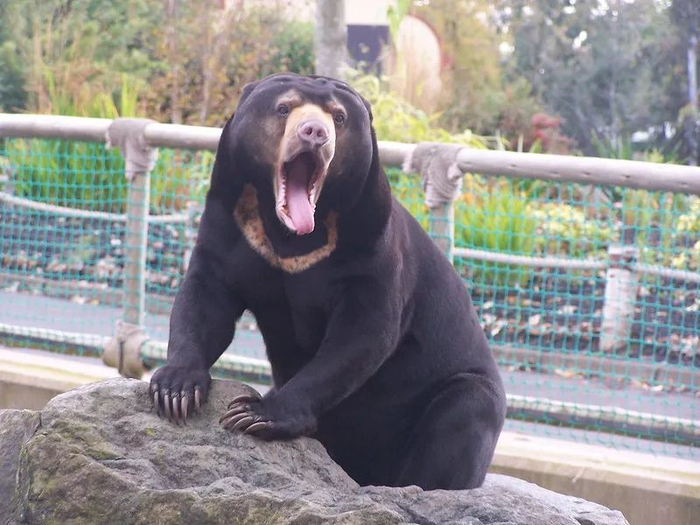 马来熊｜oonyowl/flickr