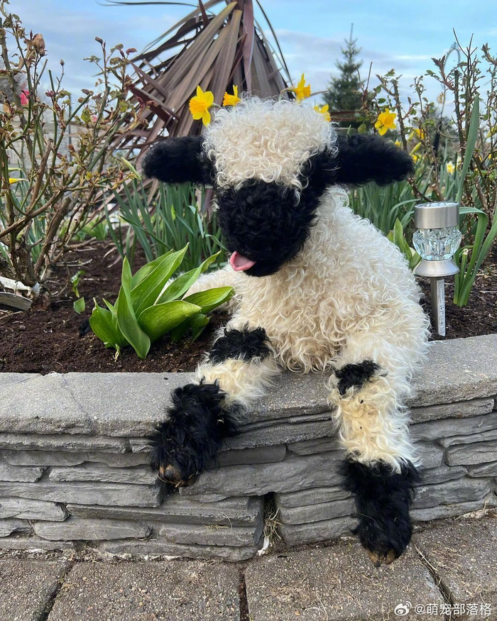 苏格兰黑脸羊就是一种凑近了也分辨不清五官怎么长的小羊