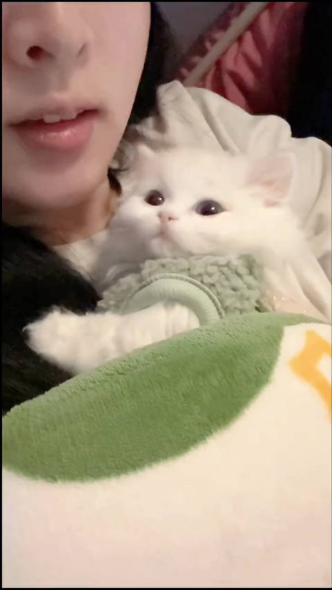 小猫咪！视频来自