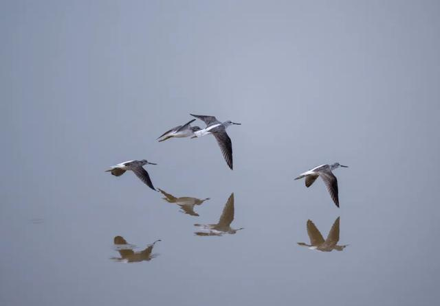 ▲青脚鹬 赵宗英 摄