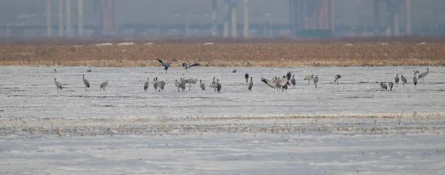 ▲郑州黄河湿地越冬的灰鹤 郑州市自然保护地事务中心 赵宗英 摄