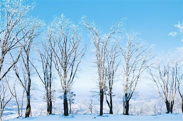 雪凇挂枝头。人民日报记者康 朴摄