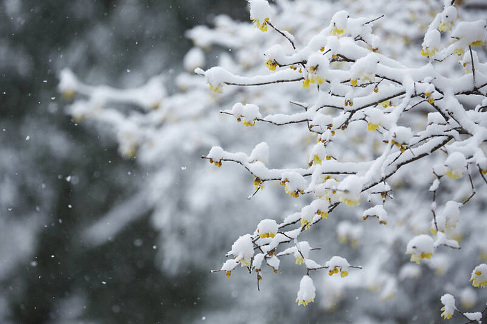 夜读丨瑞雪美图|冰心|雪_新浪新闻