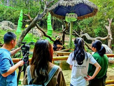 熊猫频道“我为熊猫种棵竹”植树节移动直播现场。央视网熊猫频道供图