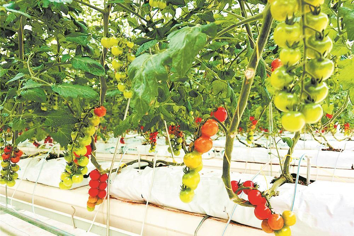     人工智能温室里,已经攀藤的番茄