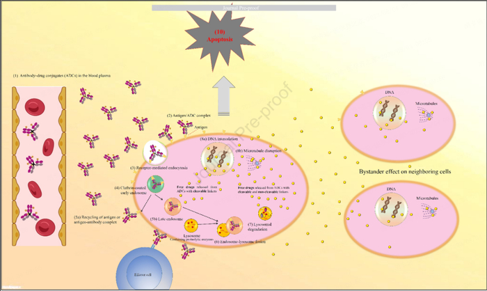 图2：ADC作用机制