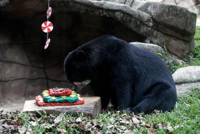 哥倫比亞卡利動物園的動物當日享用