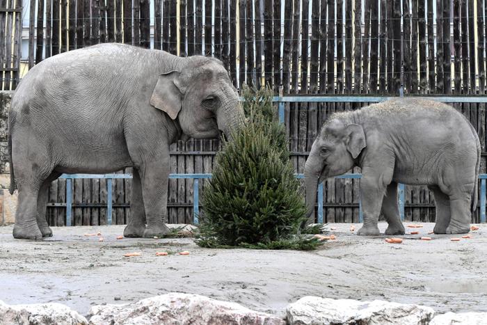 動物園裡度佳節