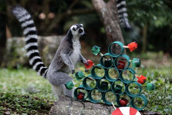 動物園裡度佳節