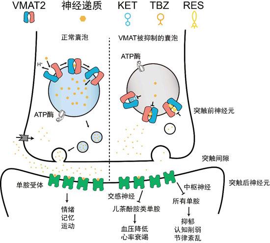 快樂也可以是具體而理性的,是多巴胺,血清素,內啡肽等神經遞質,在大腦