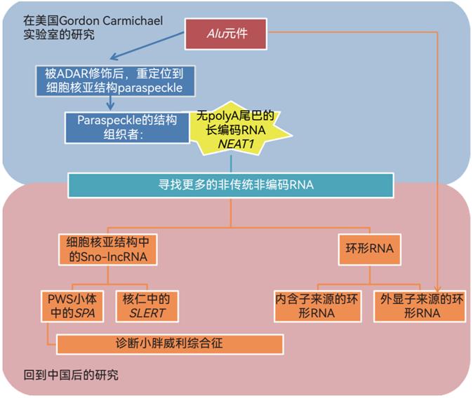 再到發現它的臨床應用潛力,這是一個非常充實,非常有趣的科研經歷