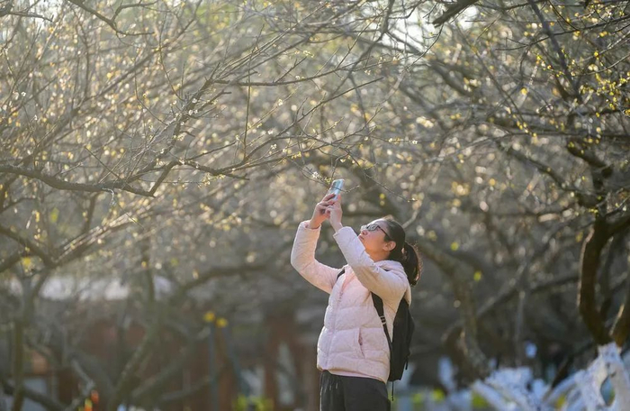 广州入冬了，市民游客穿厚衣打卡萝岗香雪/梁怿韬 摄