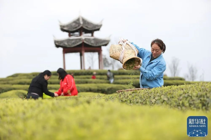 ▲资料图：2023年4月1日，村民采摘明前茶。图/新华社
