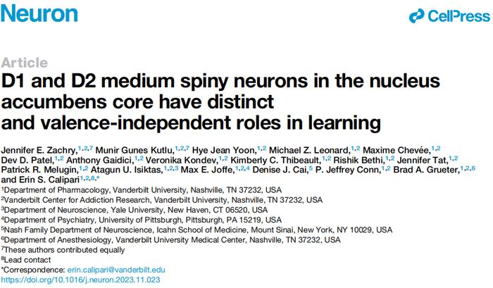 neuron伏隔核的d1d2神經元在學習過程中的精細調控又有新發現