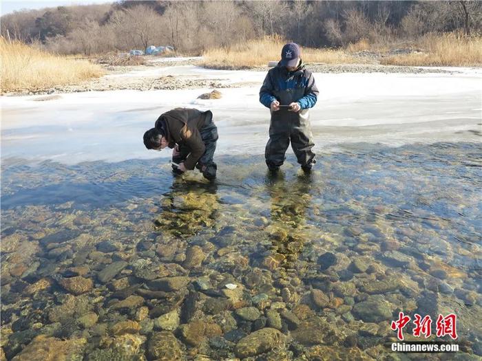 圖們江|大馬哈魚|琿春_新浪新聞