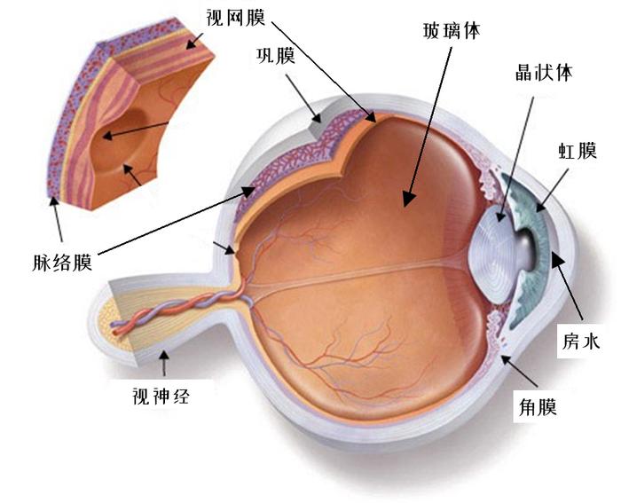 眼珠解剖图手画图片