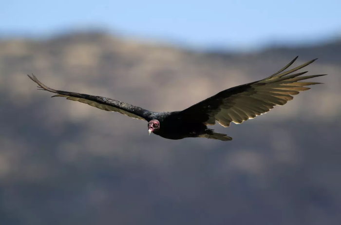 一只俯冲的红头美洲鹫 图源：Mark Boster /  Los Angeles Times