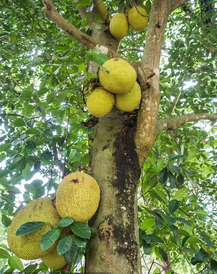 【地理概念】板根、茎花、茎果、滴水叶尖,附45个地理名词|太阳|星云|月球|天体|地球_新浪新闻