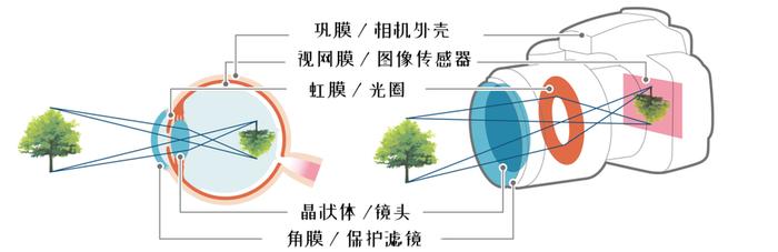 為視網膜和視神經提供血液供應的,是緊貼視網膜後方的脈絡膜,這層膜