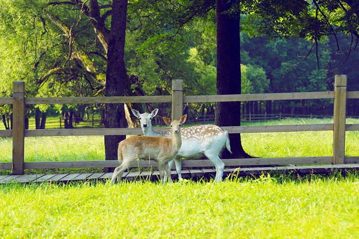 平山景区。（图片由龙江森工集团提供）