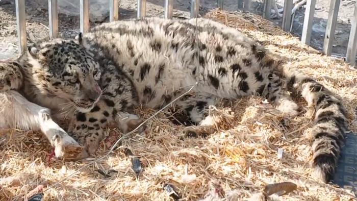 原來是一隻雪豹(國家一級保護動物)闖入瓦石峽鎮塔什薩依村多戶牧民