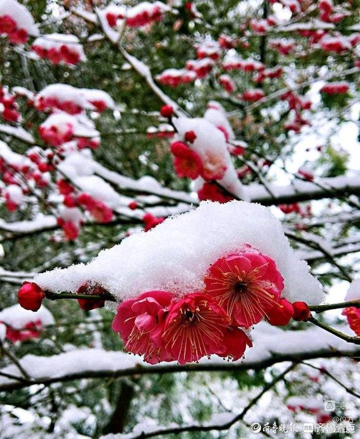 忠魂傲雪红梅图片