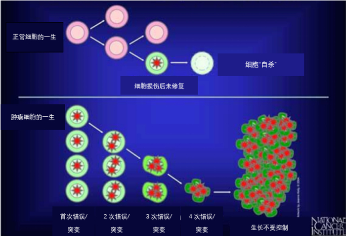 图1: 正常细胞和癌细胞的一生（美国国立癌症研究所）