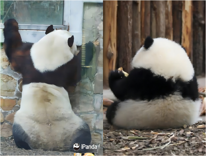 ▲通过背影，你知道谁是大熊猫和花吗？图片来自央视网