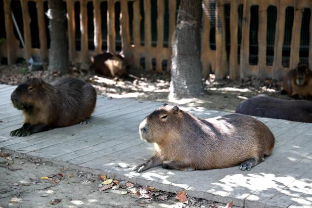 ▲图片来自IC Photo