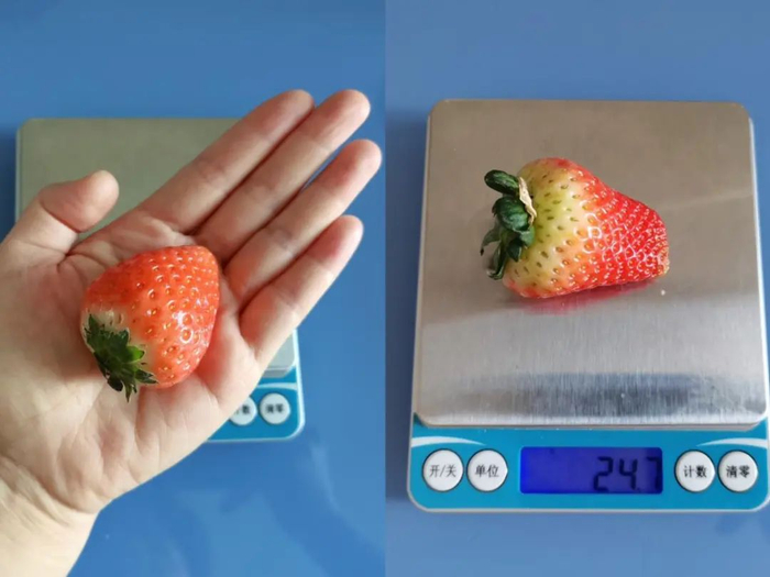 图：半个掌心大的草莓，约 25g  图片来源：作者拍摄