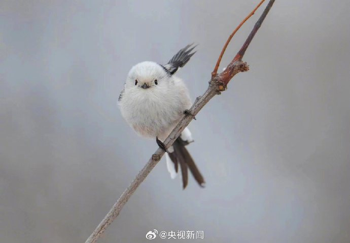 ▲图片来自@央视新闻