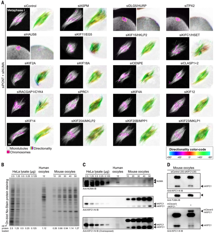 图丨人类卵母细胞缺乏分子马达 KIFC1（来源：Science）