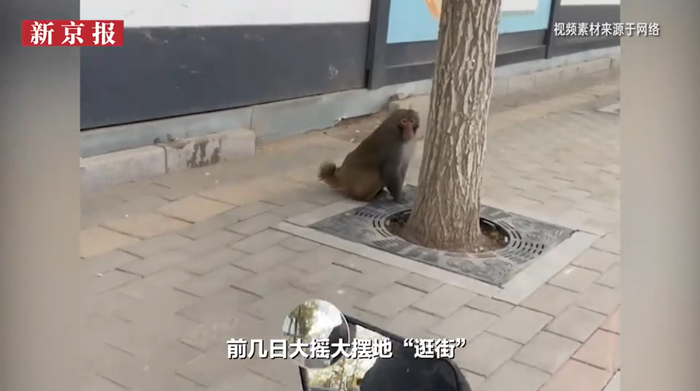 ▲截图自新京报知道视频。