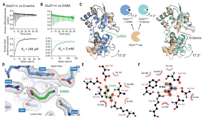 science挑戰穀氨酸能和gaba能受體的經典二分法glud1可結合gaba調節